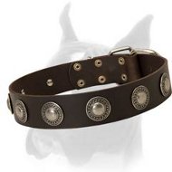 Wide Leather Buckle Collar with Exquisite Silver Plated Conchos for Boxer