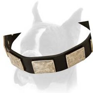 1 1/2 inch Leather Collar with Nickel plates