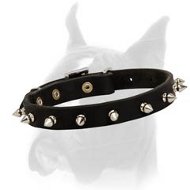 A Perfect Spiked Leather Collar for Boxer