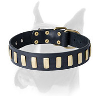 Stylish leather Boxer collar with plates for everyday walking and training
