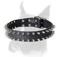 Posh leather Boxer collar decorated with spikes