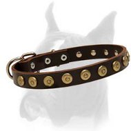 Ornate Boxer Dog Collar with Brass Hardware