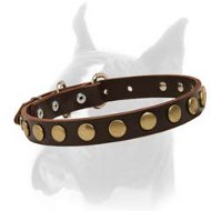Astonishing Boxer breed Leather Collar with a row of Brass Circles