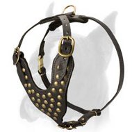 Best Leather Harness with Brass Studs