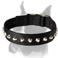 Gorgeous Wide Nylon Dog Collar With Nickel Truncated Cones