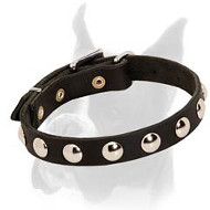 Elegant Boxer collar for walking and training