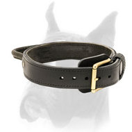 Exclusive Boxer Collar for Agitation with Handle