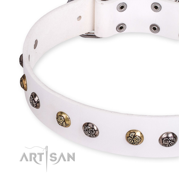 Natural leather dog collar with incredible rust resistant studs