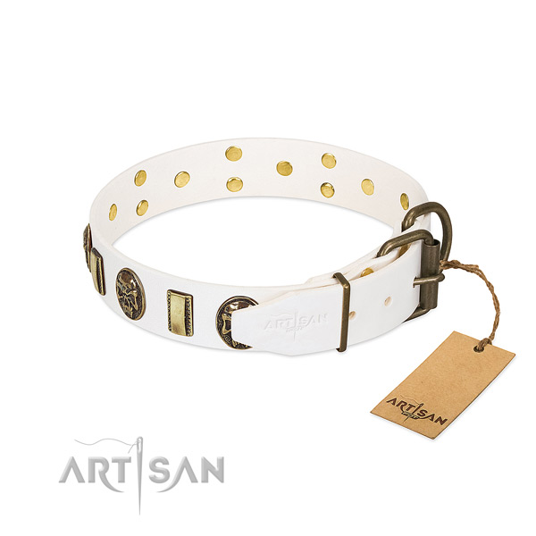 Corrosion proof buckle on full grain natural leather collar for fancy walking your canine