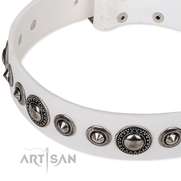 Stylish walking studded dog collar of quality full grain natural leather