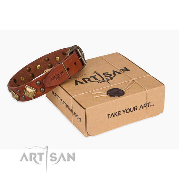 Fancy walking dog collar with Impressive corrosion proof embellishments