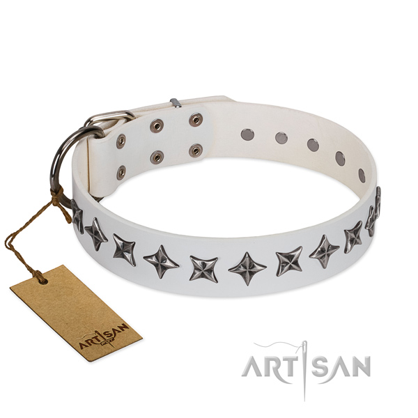 Fancy walking dog collar of finest quality full grain natural leather with studs