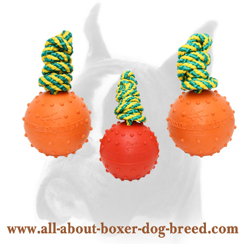 Boxer Dog Water Ball with Dotted Surface