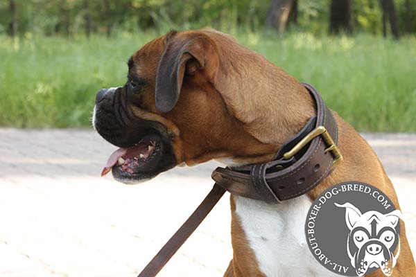 Reliable Leather Collar for Boxer