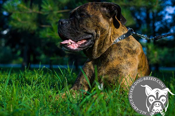 Reliable Leather Boxer Collar with Nickel Plated Hardware