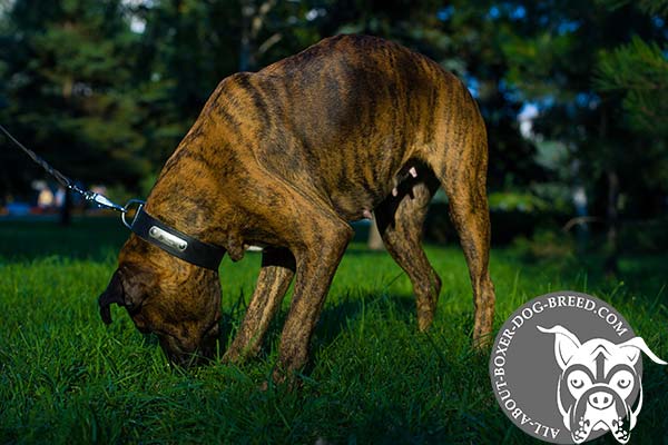 Comfortable Leather Boxer Collar with Rust Proof Hardware