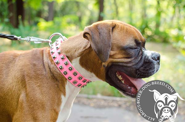 Pink Leather Boxer Collar with Studs