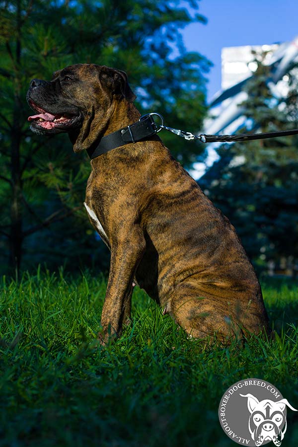 Leather Dog Collar with Strong D-Ring for Boxer