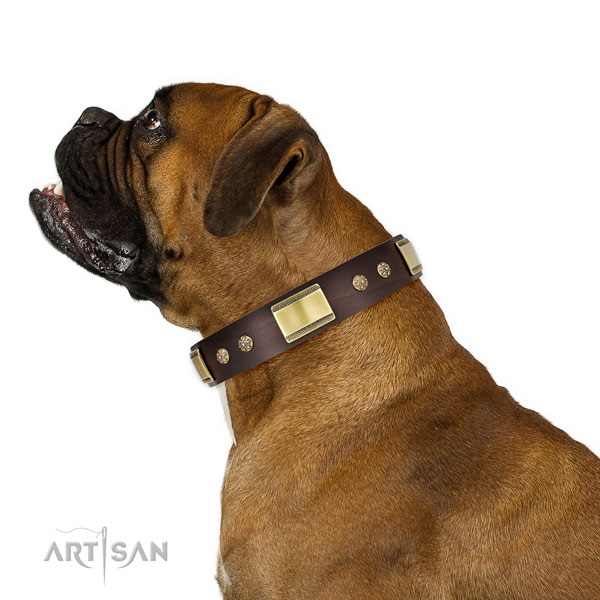 Comfy wearing dog collar of genuine leather with stunning studs