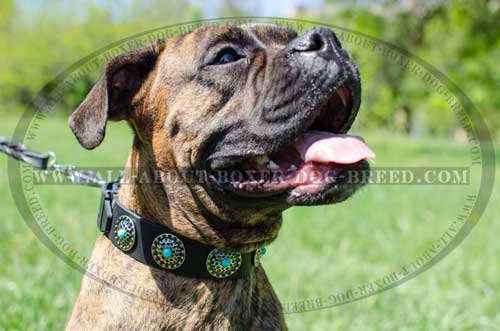 Boxer Leather Collar For Stylish Dog