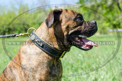 Boxer Leather Collar For Stylish Dog