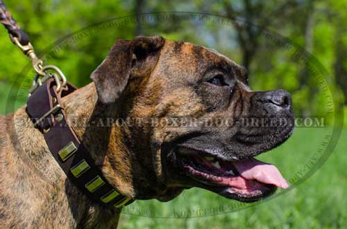 Boxer Leather Collar For Stylish Dog