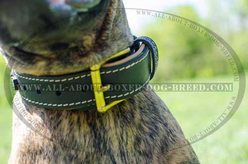 Boxer Leather Collar With Braided decoration