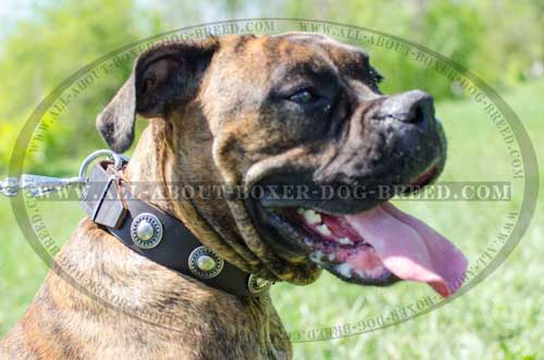 Boxer Leather Collar Well Made