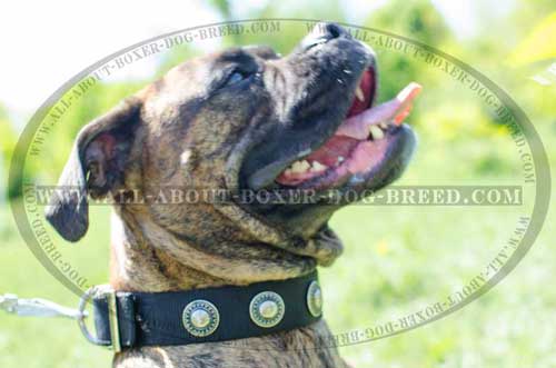 Boxer Nylon Collar for Everyday Walking