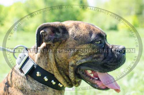 Boxer Nylon Collar Of Universal Usage