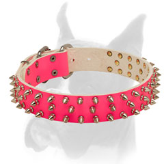 Top quality leather collar secured with rivets