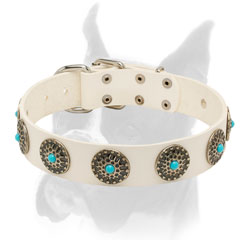 Wide Boxer collar for everyday use 