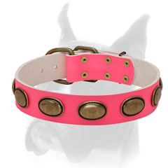 Gold-like brass plates for pink leather Boxer collar