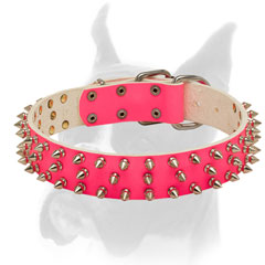 Spiked leather collar for female Boxer