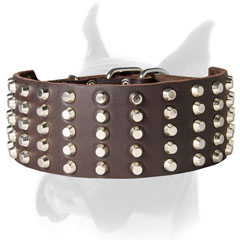 Strong Boxer collar with securely riveted fittings