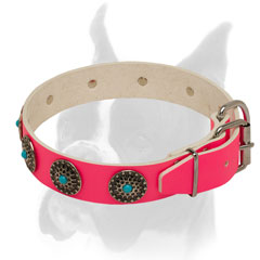 Perfect leather Boxer collar with strong buckle