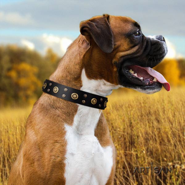 Boxer full grain genuine leather collar with strong traditional buckle