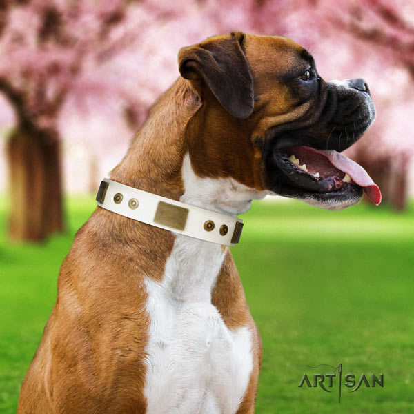 Boxer natural genuine leather collar with rust-proof studs