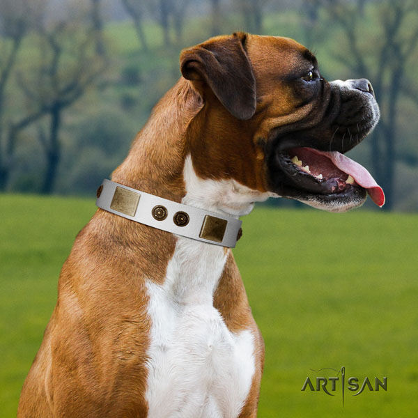 Boxer leather collar with strong hardware for everyday use