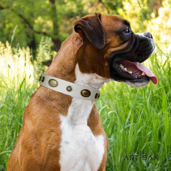 Boxer full grain natural leather collar with studs