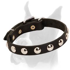 Wonderful Boxer collar with decoration