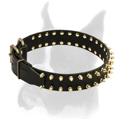 Two symmetrical rows of shiny brass spikes for leather Boxer collar