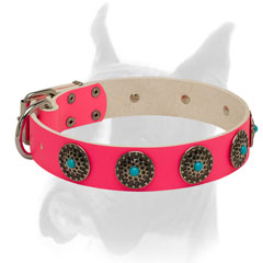 Bright Boxer collar for everyday use