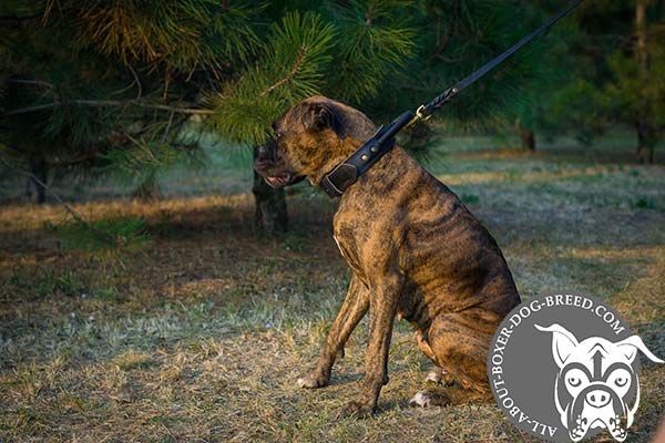 Boxer black leather collar double ply with d-ring for leash attachment for daily activity