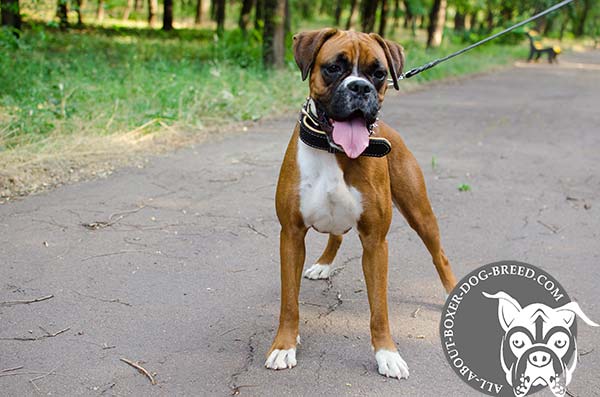 Boxer leather collar padded with Nappa leather adorned with spikes for utmost comfort