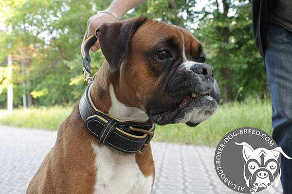 Boxer black leather collar easy-to-adjust with traditional buckle for utmost comfort