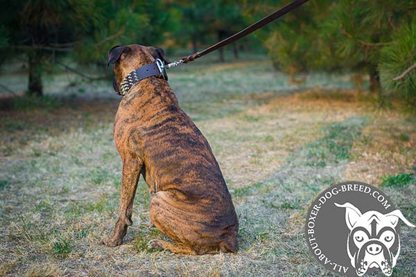 Boxer brown leather collar extra wide with nickel plated hardware for utmost comfort