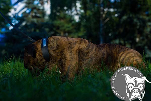 Boxer black leather collar easy-to-adjust with nickel plated hardware for basic training