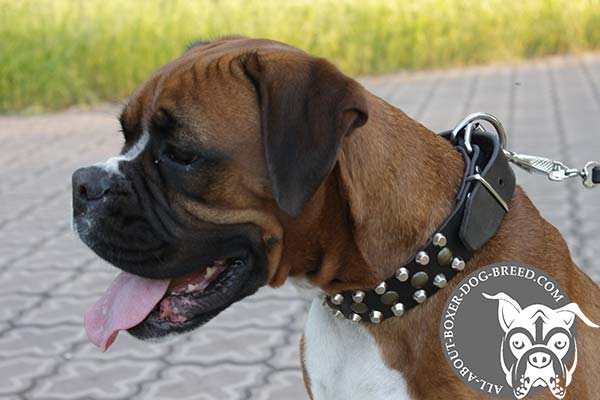 Boxer black leather collar with rust-proof hardware for perfect control