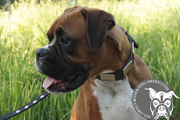 Boxer black leather collar of high quality adorned with plates for stylish walks
